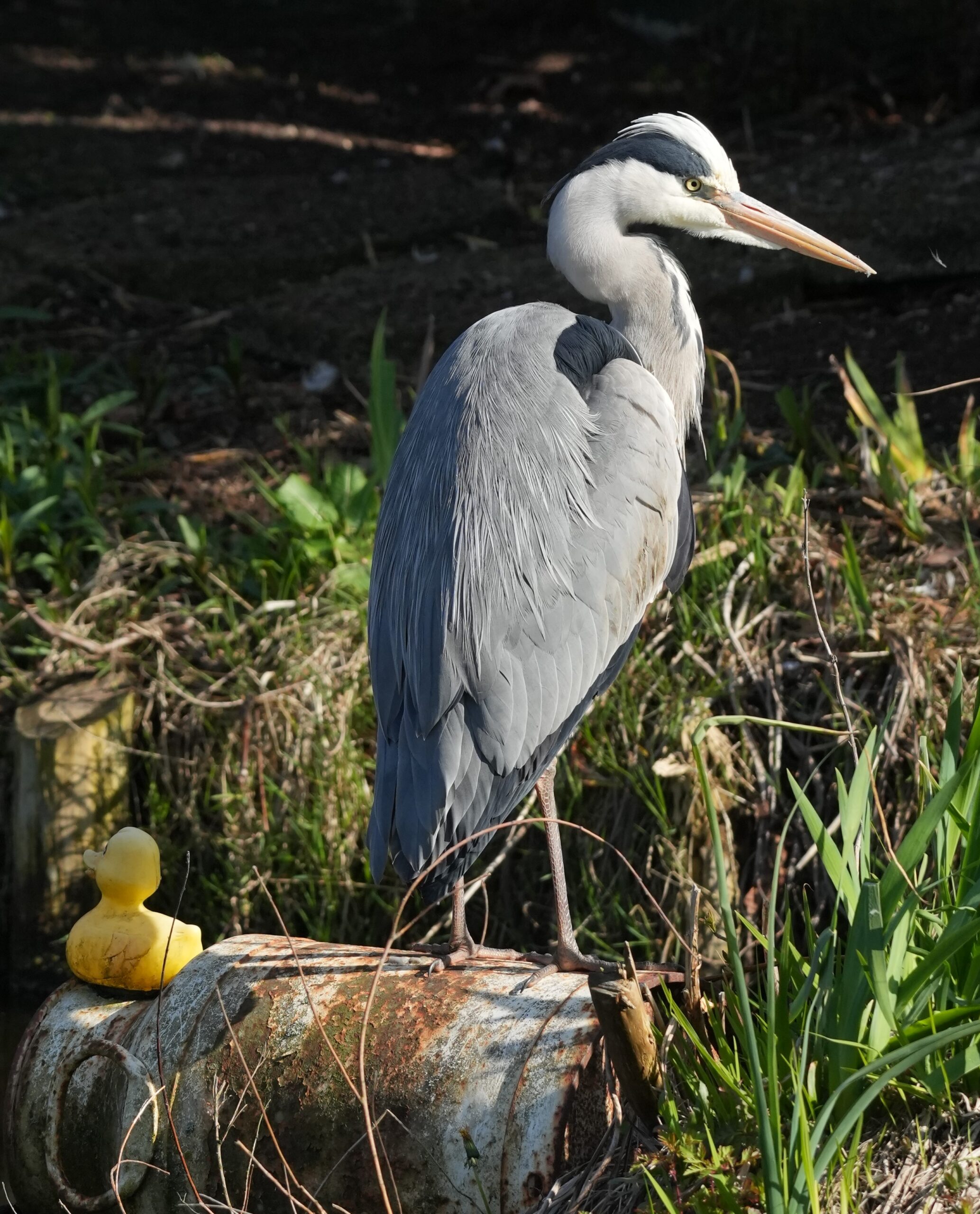 Blauwe reiger