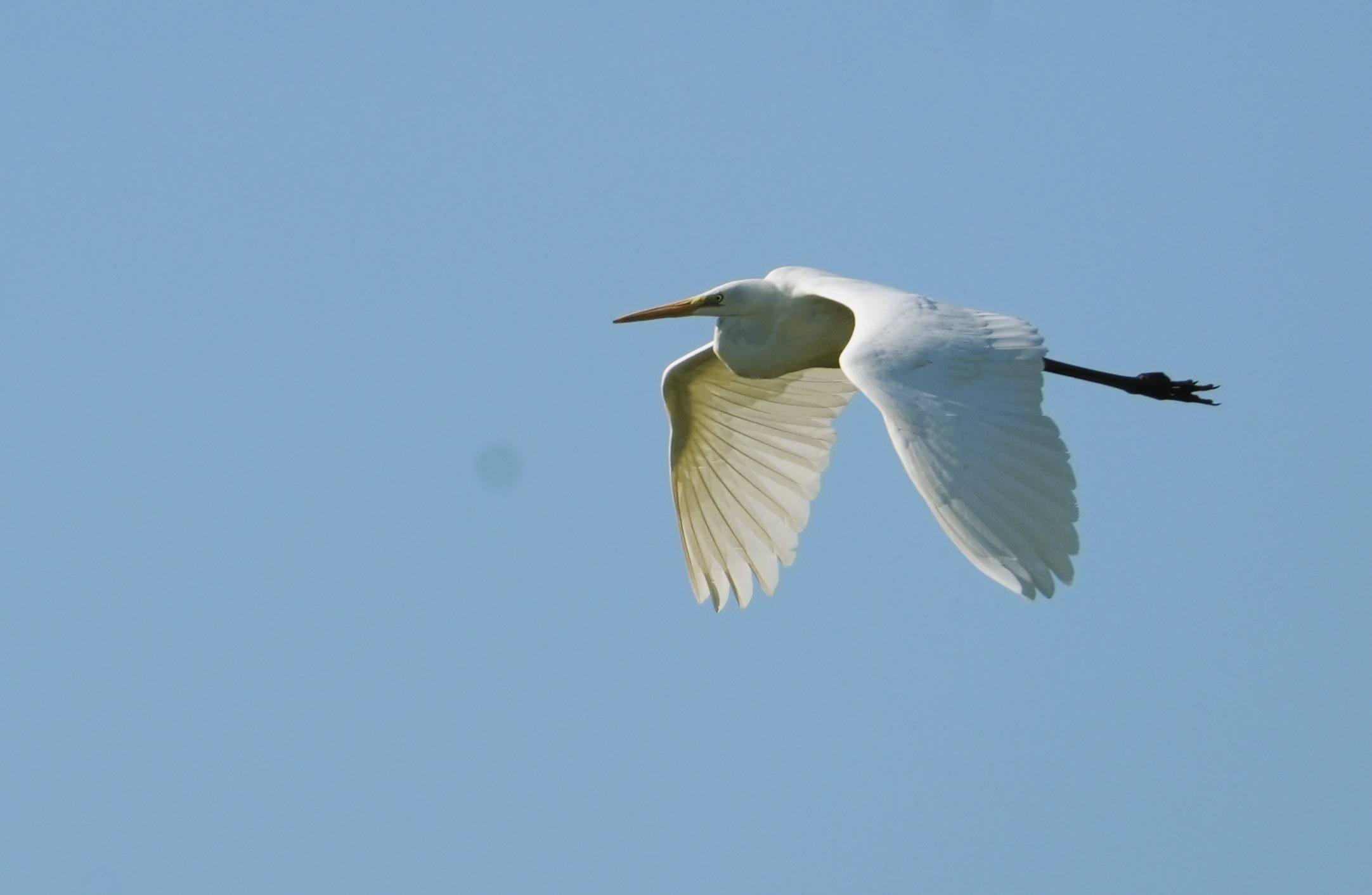 Grote zilverreiger